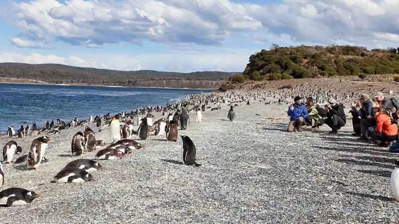 CAMINATA EM PINGUINERA